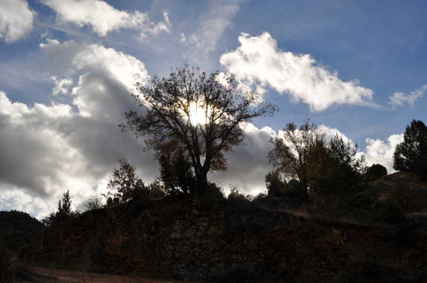 contraluz &aacute;rbol