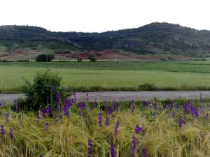 l&iacute;neas horizontales