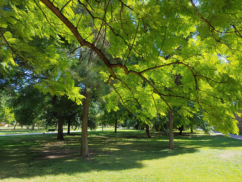 Parque con verdes