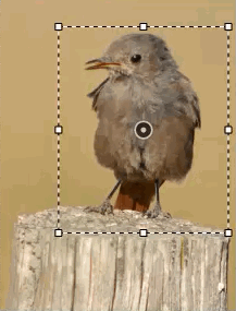 estabilizador de im&aacute;genes